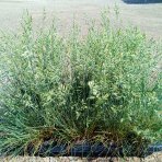 Kostrava sivá (Festuca glauca) - kont. P12